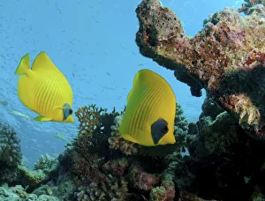 Masked butterfly, Golden butterflyfish, Bluecheek butterflyfish -Chaetodon semilarvatus-, Red Sea, Egypt, Africa Masked butterfly, Golden butterflyfish, Bluecheek butterflyfish -Chaetodon semilarvatus-, Red Sea, Egypt, Africa