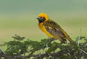 <b class=qtipBold><figcaption>Masked Weaver in Ngorongoro Crater</figcaption></b><br>masked weaver, Ngorongoro Crater, Russell Burden, 686521667<br><em>© Russ Burden</em> Masked Weaver in Ngorongoro Crater