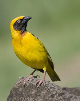 <b class=qtipBold><figcaption>Masked Weaver in Ngorongoro Crater</figcaption></b><br>masked weaver, Ngorongoro Crater, Russell Burden, 686521721<br><em>© Russ Burden</em> Masked Weaver in Ngorongoro Crater