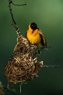 Masked weaver (Ploceus intermedius) in its nest, close up, Masai Mara, Kenya Masked weaver (Ploceus intermedius) in its nest, close up, Masai Mara, Kenya