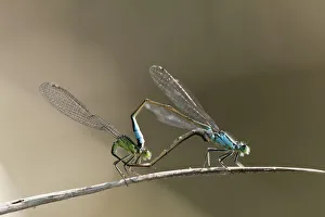 Mating pair of Blue-tailed Damselflies (Ischnura elegans), Bavaria, Germany, Europe Mating pair of Blue-tailed Damselflies (Ischnura elegans), Bavaria, Germany, Europe