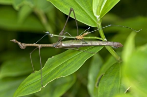 Mating Stick Grasshoppers -Taxiarchus spec.-, exhibiting sexual dimorphism, mating Mating Stick Grasshoppers -Taxiarchus spec.-, exhibiting sexual dimorphism, mating
