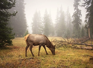 A mature female elk grazing - Wapiti (Cervus canadensis) A mature female elk grazing - Wapiti (Cervus canadensis)
