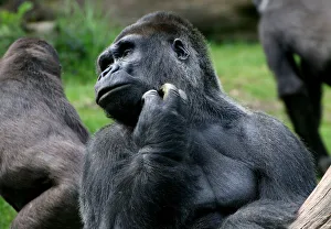 <b class=qtipBold><figcaption>Mature silverback gorilla</figcaption></b><br>Western lowland gorilla Silverback (gorilla gorilla gorilla) in a contemplative mood, scratching his chin.<br><em>© © 2015 Ger Bosma</em> Mature silverback gorilla