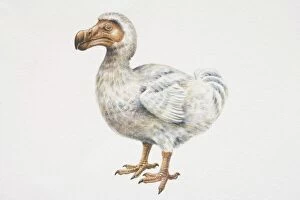 Natural History Gallery: Mauritian Dodo (Raphus cucullatus), compact bird with curved, brown bill and brown feet, side view