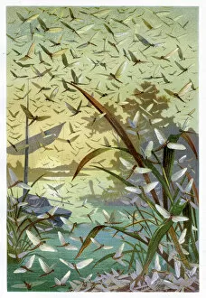 Invertebrate Gallery: Mayflies Chromolithograph 1884