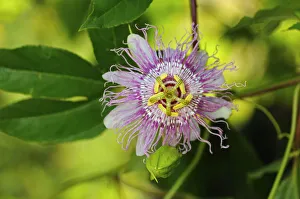 Maypop or Purple passionflower -Passiflora incarnata-, USA, America Maypop or Purple passionflower -Passiflora incarnata-, USA, America