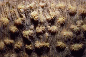 <b class=qtipBold><figcaption>Maze coral (Meandrina meandrites)</figcaption></b><br>Red Sea Maze coral (Meandrina meandrites)