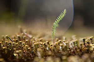 <b class=qtipBold><figcaption>one in the meadow</figcaption></b><br>Moss at small swamp near the Seliger Lake. Russia.<br><em>© Andrey Narchuk</em> one in the meadow