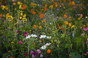 Meadow with blooming colorful summer flowers, Germany Meadow with blooming colorful summer flowers, Germany