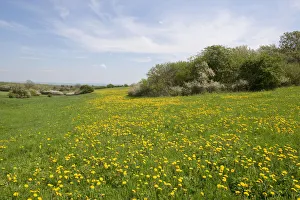 Meadow with blooming dandelion -Taraxacum sect. Ruderalia-, Thuringia, Germany Meadow with blooming dandelion -Taraxacum sect. Ruderalia-, Thuringia, Germany