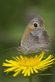 Meadow Brown -Maniola jurtina- on a British Yellowhead -Inula britannica-, Burgenland Meadow Brown -Maniola jurtina- on a British Yellowhead -Inula britannica-, Burgenland