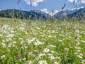 Meadow with daisies -Leucanthemum vulgare- at Axamer Lizum, Mt Kalkkoegel at back, Tyrol Meadow with daisies -Leucanthemum vulgare- at Axamer Lizum, Mt Kalkkoegel at back, Tyrol
