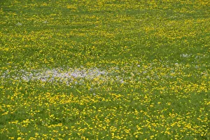 Meadow with Dandelions -Taraxacum officinale- in spring, Bavaria, Germany Meadow with Dandelions -Taraxacum officinale- in spring, Bavaria, Germany