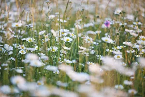 Meadow with oxeye daisies -Leucanthemum vulgare-, Ingolstadt, Bavaria, Germany, Europe Meadow with oxeye daisies -Leucanthemum vulgare-, Ingolstadt, Bavaria, Germany, Europe