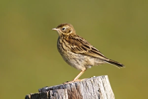 Meadow Pipit -Anthus pratensis-, young perched on post, Eider Barrage, North Frisia or Northern Friesland, Germany, Europe Meadow Pipit -Anthus pratensis-, young perched on post, Eider Barrage, North Frisia or Northern Friesland, Germany, Europe