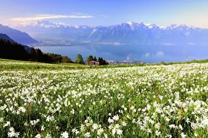 Meadow with white daffodils at Lake Geneva, Mt Dents du Midi at the back, Montreux Meadow with white daffodils at Lake Geneva, Mt Dents du Midi at the back, Montreux