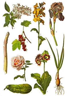 Medicinal and Herbal Plants Medicinal and Herbal Plants