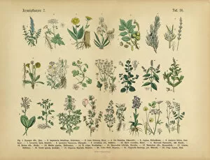 Victorian Style Gallery: Medicinal and Herbal Plants, Victorian Botanical Illustration
