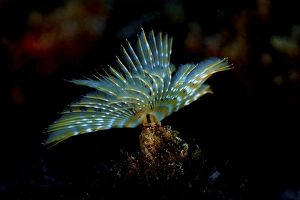 Mediterranean Fanworm or Feather Duster Worm -Sabella spallanzanii-, near Santa Maria Mediterranean Fanworm or Feather Duster Worm -Sabella spallanzanii-, near Santa Maria