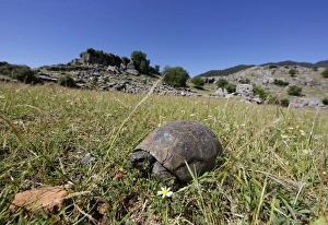 Mediterranean Spur-thighed Tortoise -Testudo graeca- on grass, Koepruelue Canyon National Park, Antalya Province Mediterranean Spur-thighed Tortoise -Testudo graeca- on grass, Koepruelue Canyon National Park, Antalya Province