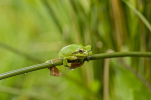 Mediterranean Tree Frog -Hyla meridionalis-, Quintana de la Serena, Extremadura, Spain Mediterranean Tree Frog -Hyla meridionalis-, Quintana de la Serena, Extremadura, Spain