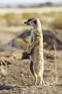 <b class=qtipBold><figcaption>Meerkat (Suricata suricatta)</figcaption></b><br>A Meerkat surveys the surrounds for danger.<br><em>© Ben Cranke</em> Meerkat (Suricata suricatta)