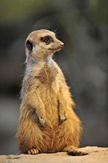 Meerkat -Suricata suricatta-, alert position Meerkat -Suricata suricatta-, alert position