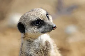 Meerkat -Suricata suricatta-, captive, Germany Meerkat -Suricata suricatta-, captive, Germany