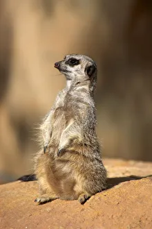 Meerkat -Suricata suricatta-, juvenile on rock, alert, Little Karoo, Western Cape Meerkat -Suricata suricatta-, juvenile on rock, alert, Little Karoo, Western Cape