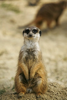 Meerkat -Suricata suricatta-, sitting upright, captive Meerkat -Suricata suricatta-, sitting upright, captive