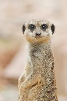 Meerkat -Suricata suricatta-, Tierpark Sababurg, Hofgeismar, Hesse, Germany Meerkat -Suricata suricatta-, Tierpark Sababurg, Hofgeismar, Hesse, Germany