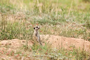 The meerkat or suricate (Suricata suricatta) is a small carnivoran belonging to The meerkat or suricate (Suricata suricatta) is a small carnivoran belonging to