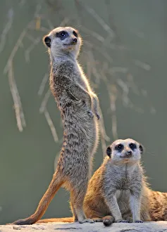 Meerkats (Suricata suricatta), adult and juvenile Meerkats (Suricata suricatta), adult and juvenile
