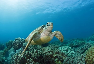<b class=qtipBold><figcaption>meeting</figcaption></b><br>Sea turtle at coral reef. Face to face.<br><em>© Andrey Narchuk</em> meeting