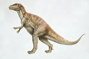 Prehistoric Animals Gallery: Megalosaurus, side view