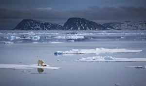 <b class=qtipBold><figcaption>Melting World</figcaption></b><br>A polar bear stands among a thin ice floe off the northern shores of the Svalbard Archipelago.<br><em>© 2012 Chase Dekker Wild-Life Images</em> Melting World