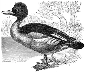Merganser or goosander (Mergus merganser) Merganser or goosander (Mergus merganser)