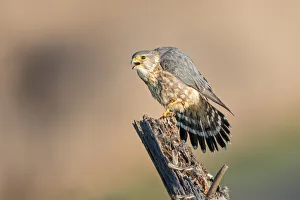 <b class=qtipBold><figcaption>Merlin</figcaption></b><br>A male merlin on a perch at Coyote Hills Regional Park, Fremont, California<br><em>© 2015 Phoo Chan</em> Merlin