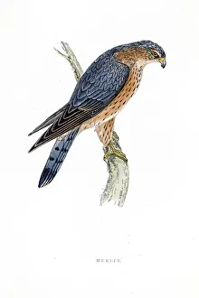Merlin falcon bird 19 century illustration Merlin falcon bird 19 century illustration