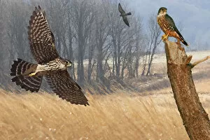 Images Dated 2nd October 2010: Merlin falcons hunting during autumn migration