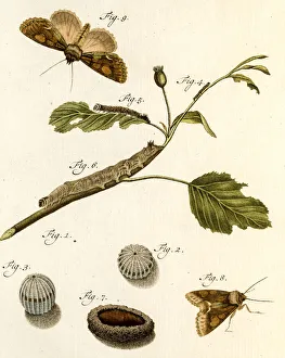 Metamorphosis, 19 century science illustration Metamorphosis, 19 century science illustration