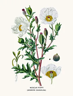 Painte Gallery: Mexican Poppy
