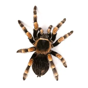 Mexican redknee tarantula
