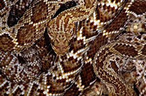 Mexican west coast rattlesnake(Crotalus sp.) Mexican west coast rattlesnake(Crotalus sp.)