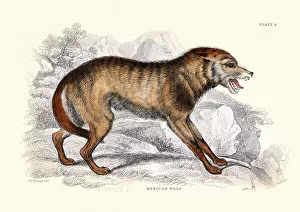 Mexican wolf, Canis lupus baileyi, or lobo a subspecies of gray wolf, Wildlife art Mexican wolf, Canis lupus baileyi, or lobo a subspecies of gray wolf, Wildlife art