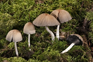 Mica Cap or Glistening Inky Cap -Coprinus micaceus-, Untergroeningen, Baden-Wuerttemberg Mica Cap or Glistening Inky Cap -Coprinus micaceus-, Untergroeningen, Baden-Wuerttemberg