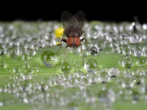 <b class=qtipBold><figcaption>In The Middle of Dew</figcaption></b><br>Insects On Earth, 186888700<br><em>© Donald Jusa</em> In The Middle of Dew