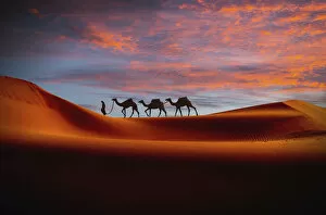 Earth Gallery: Middle Eastern man walking camels in desert at sunset