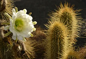 Midnight Lady cactus -Harrisia pomanensis-, flower in the morning sun, Paraguay Midnight Lady cactus -Harrisia pomanensis-, flower in the morning sun, Paraguay